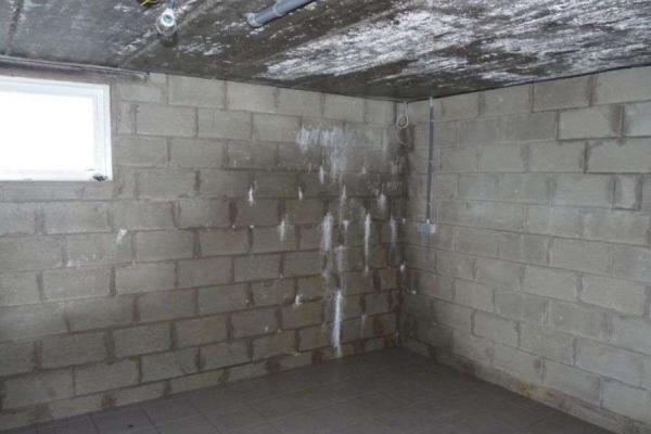 Murs de cave humide